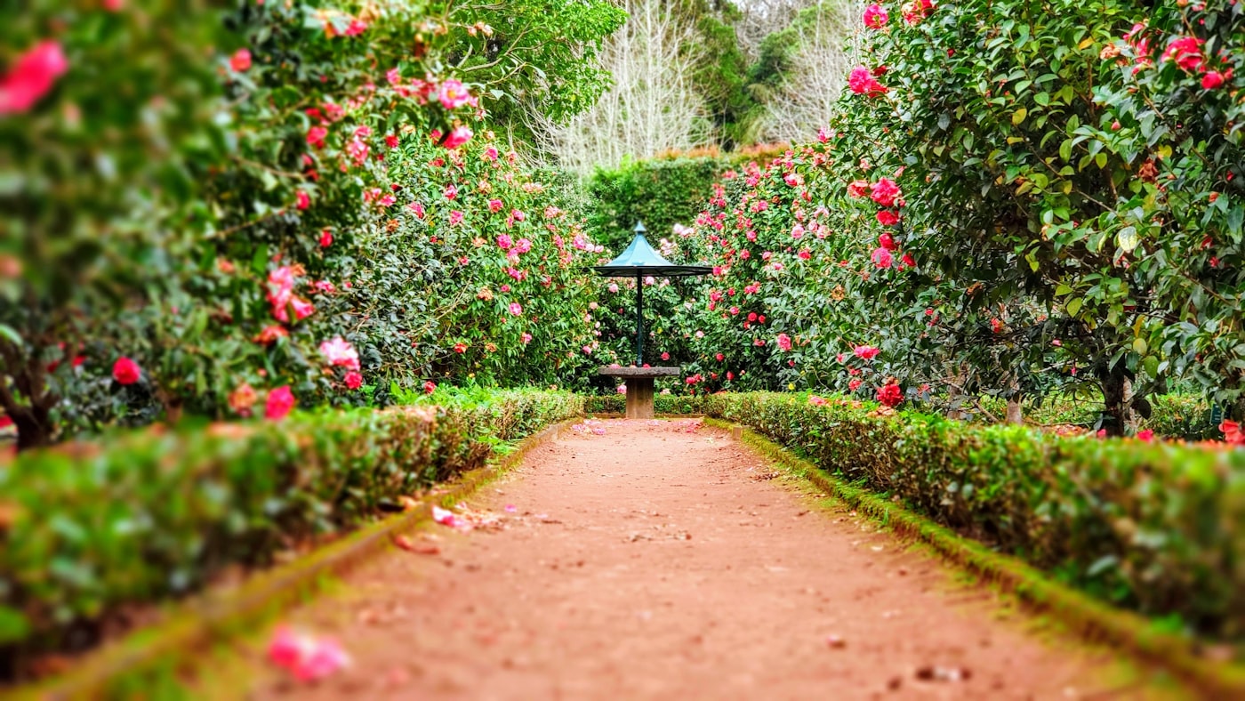 Flowering herb and perennial beds at Kräutergarten Lenz