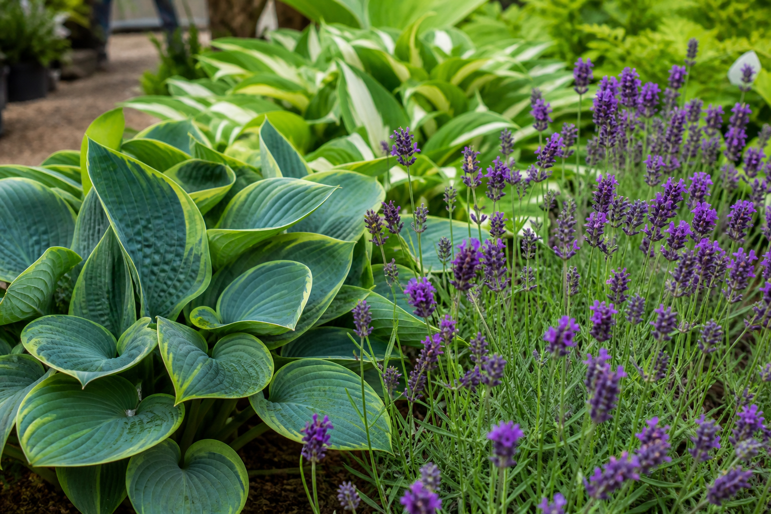 Rows of hardy flowering perennials